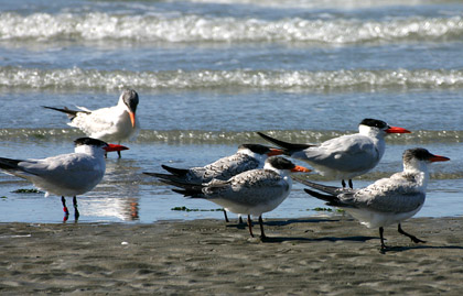 Caspian Terns